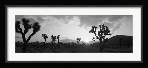 Framed Sunset, Joshua Tree Park, California (black and white) Print