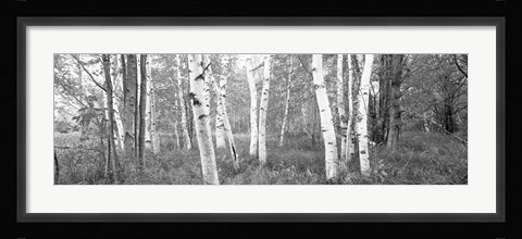 Framed Birch trees in a forest, Acadia National Park, Hancock County, Maine (black and white) Print
