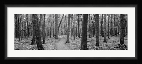 Framed USA, Michigan, Black River National Forest, Walkway running through a forest Print