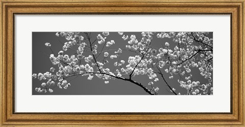 Framed Cherry Blossoms Washington DC (black and white) Print