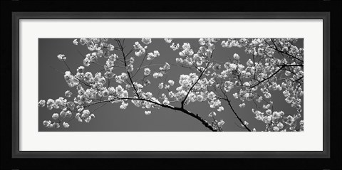 Framed Cherry Blossoms Washington DC (black and white) Print