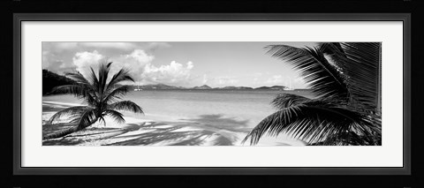 Framed Palm trees on the beach, US Virgin Islands, USA Print