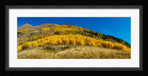 Framed Aspen trees on mountain, Alpine Loop Scenic Backway, San Juan National Forest, Colorado, USA Print