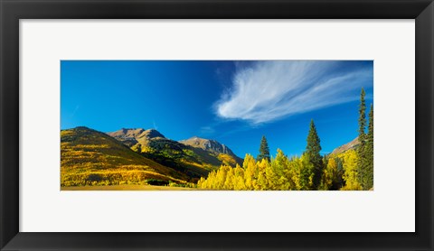Framed Aspen trees on a mountain, Mt Hayden, Uncompahgre National Forest, Colorado, USA Print