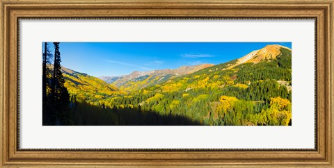 Framed Aspen trees on a mountain, Red Mountain, San Juan National Forest, Colorado, USA Print