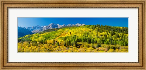 Framed Aspen trees on mountains, Uncompahgre National Forest, Colorado Print