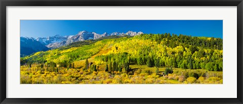 Framed Aspen trees on mountains, Uncompahgre National Forest, Colorado Print