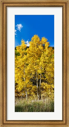 Framed Aspen trees in a forest along Ophir Pass, Umcompahgre National Forest, Colorado, USA Print