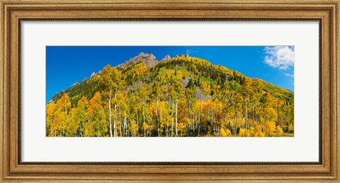Framed Aspen trees on mountain, Ophir Pass, San Juan Mountains, Uncompahgre National Forest, Colorado, USA Print