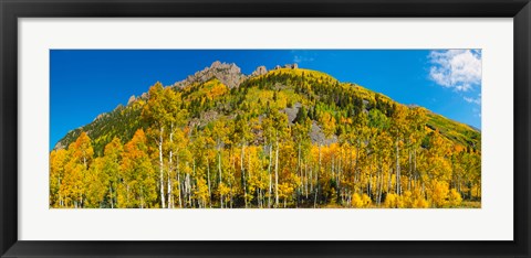 Framed Aspen trees on mountain, Ophir Pass, San Juan Mountains, Uncompahgre National Forest, Colorado, USA Print