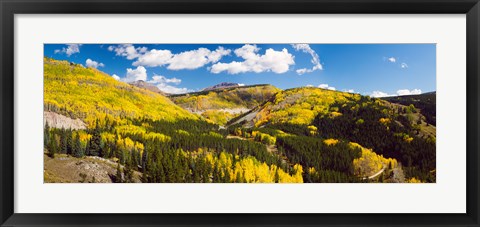 Framed Aspen trees on a mountain, San Juan National Forest, Colorado, USA Print