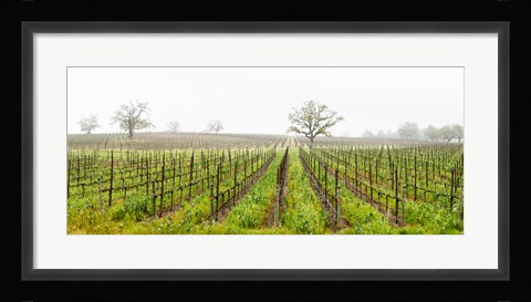 Framed Oak trees in a vineyard, Guerneville Road, Sonoma Valley, Sonoma County, California, USA Print
