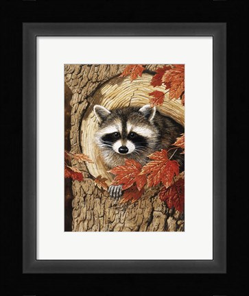Framed Raccoon Print