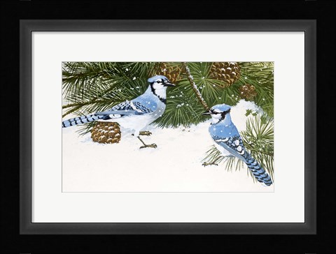 Framed Bluejays Print