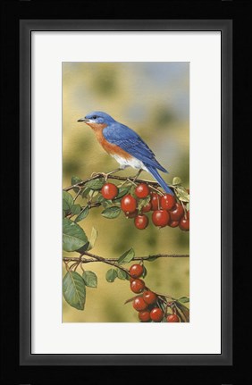 Framed Bluebird Print