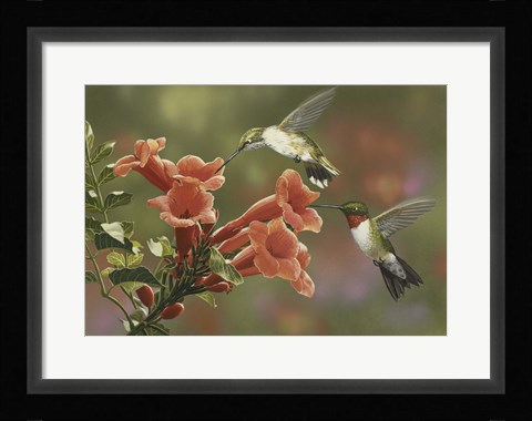 Framed Hummingbirds and Trumpet Flowers Print