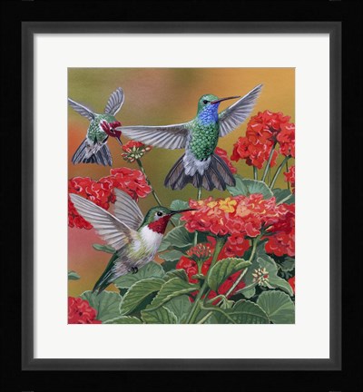 Framed Hummingbirds &amp; Flowers Print