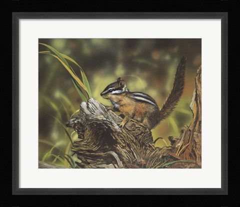 Framed Chipmunk Print
