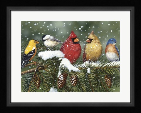 Framed Backyard Birds On Snowy Branch Print