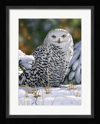 Framed Snowy Owl Print