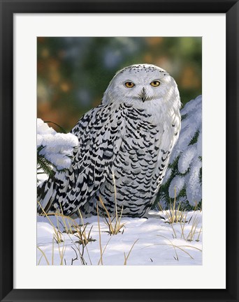 Framed Snowy Owl Print
