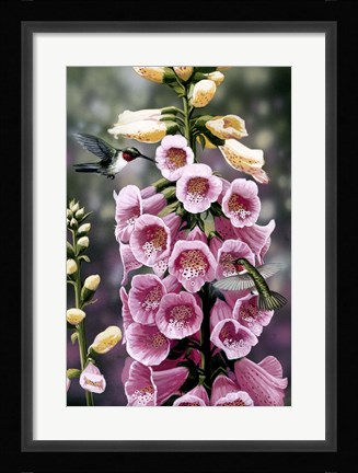 Framed Hummingbirds - Foxgloves Print