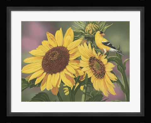 Framed Goldfinch And Sunflowers Print