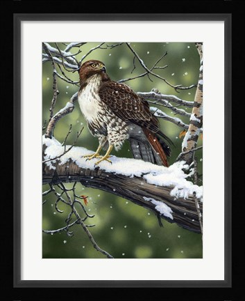 Framed Red Tailed Hawk Print