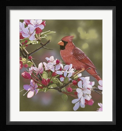 Framed Cardinal with Apple Blossoms Print