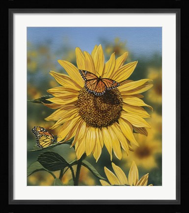 Framed Sunflower/Butterflies Print