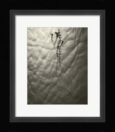Framed Floating Plant Form Print