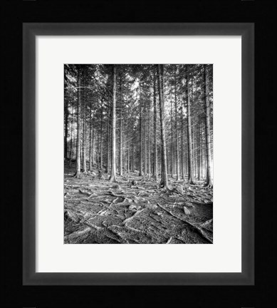 Framed Forest Print