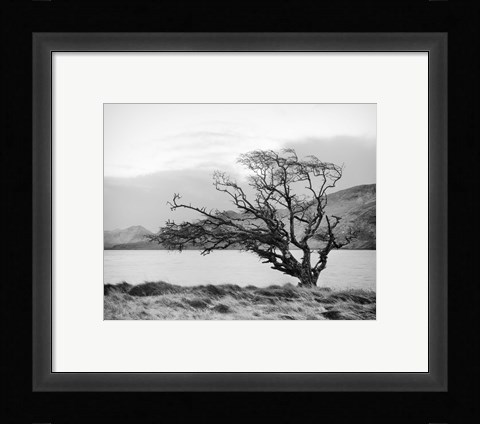 Framed Connemara Tree I Print
