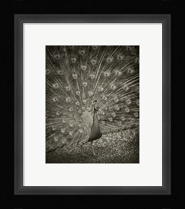 Framed Myth of Argus II Print