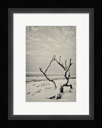 Framed Root and Branch Print