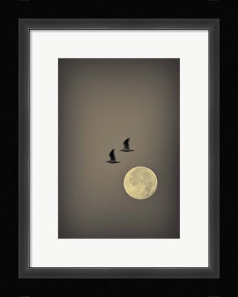 Framed Two Gulls Print