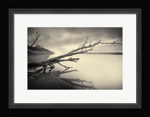 Framed Cambium I Print