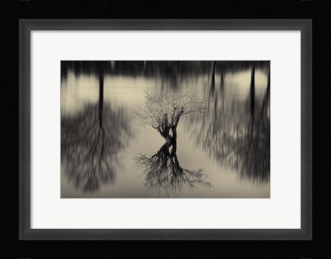 Framed Rhizomes Print