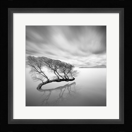 Framed Water Tree VII Print