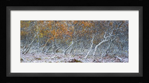 Framed Tired Trees 1 Print