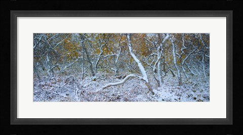 Framed Tired Trees 3 Print