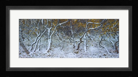 Framed Tired Trees 4 Print