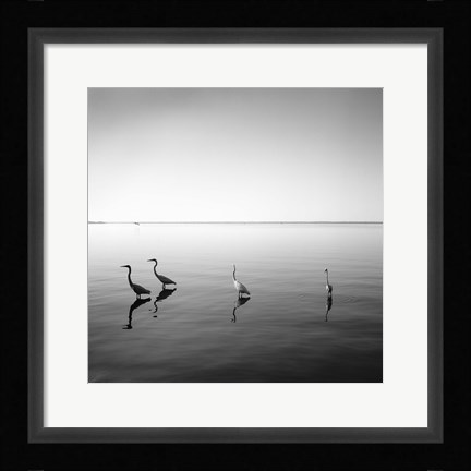 Framed 4 Herons - square Print