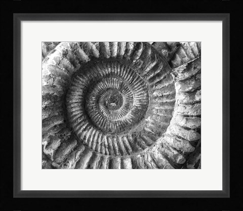 Framed Amonita 2 Print