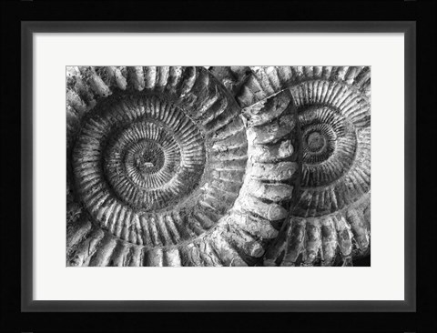 Framed Amonita 3 Print