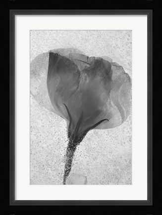 Framed Flowers on Ice BW-2 Print