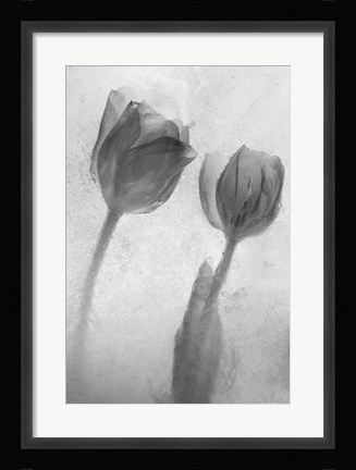 Framed Flowers on Ice-1 Print