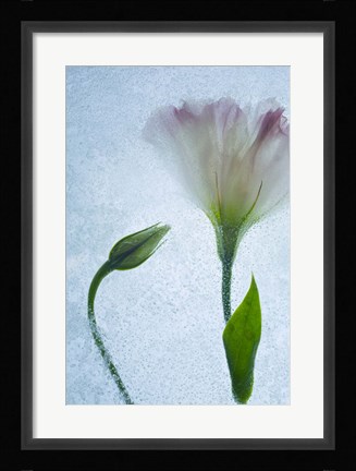 Framed Flowers on Ice-15 Print