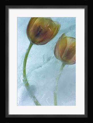 Framed Flowers on Ice-5 Print