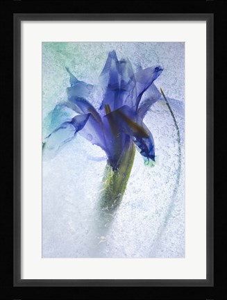 Framed Flowers on Ice-6 Print
